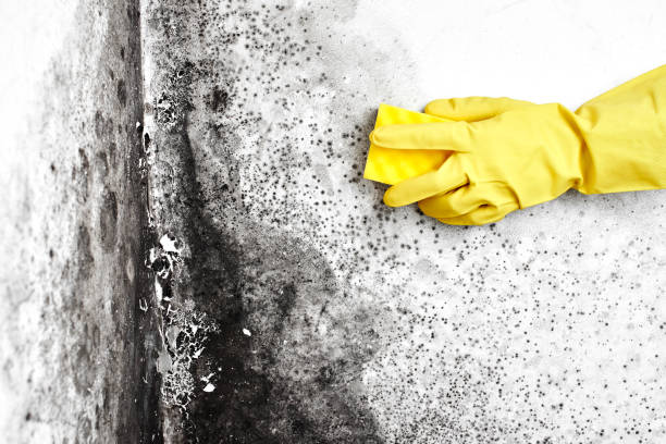 Best Certified Mold Removal  in Fort Pierre, SD
