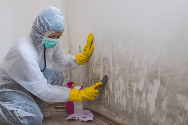 Best Local Mold Removal Service  in Fort Pierre, SD