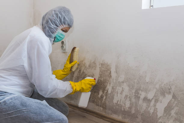 Mold Removal and Inspection in Fort Pierre, SD