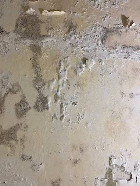 Best Mold Cleaning Services  in Fort Pierre, SD