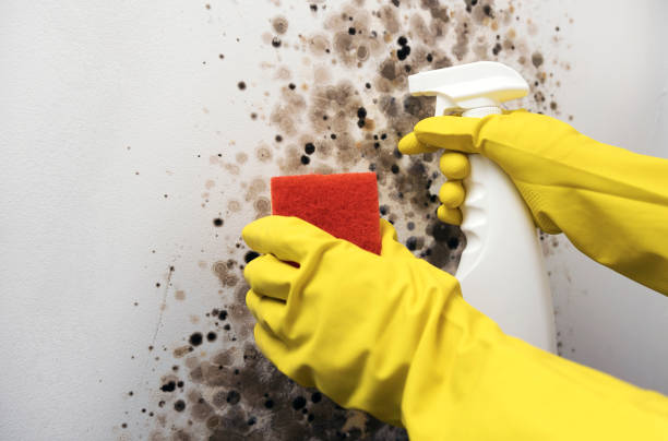 Office Mold Removal Services in Fort Pierre, SD